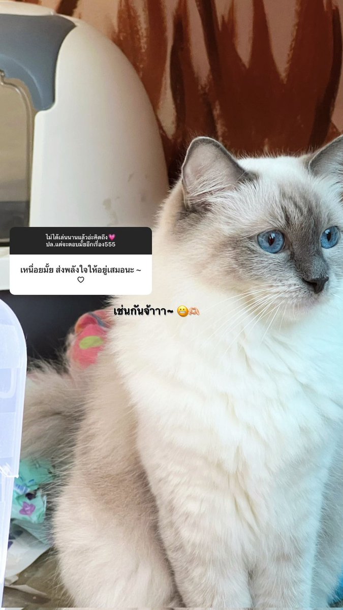 princess48thfc's tweet photo. {👑🐱} プリンセス

ขอบคุณมัมหมีที่ลงรูปหญิงนะคะ 🥺
ig story : #AomCGM48 

#องครักษ์พิทักษ์Princess
#PrincessCGM48 #TeamPrincess
#CGM48 #CatIdolbyCGM48 https://t.co/ftEm7vbksk