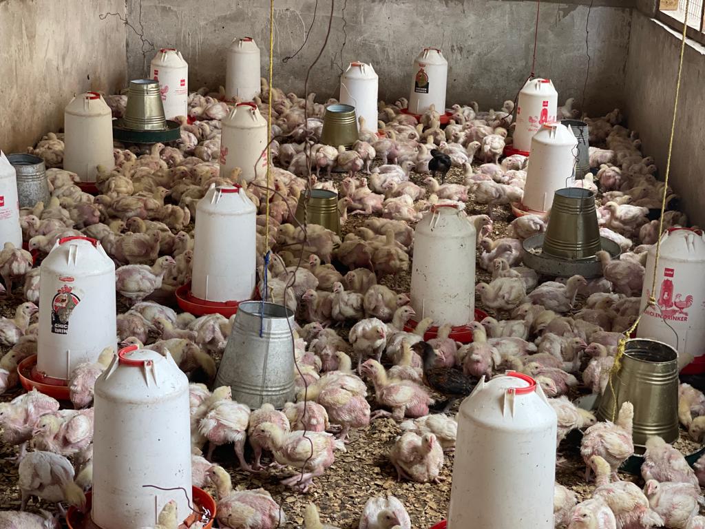 AgropeterFarm tweet picture