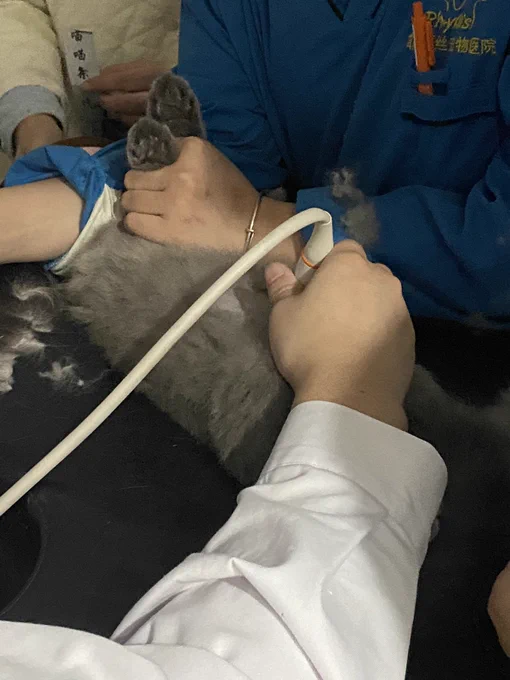 好嘛……捡了个带崽货回来 