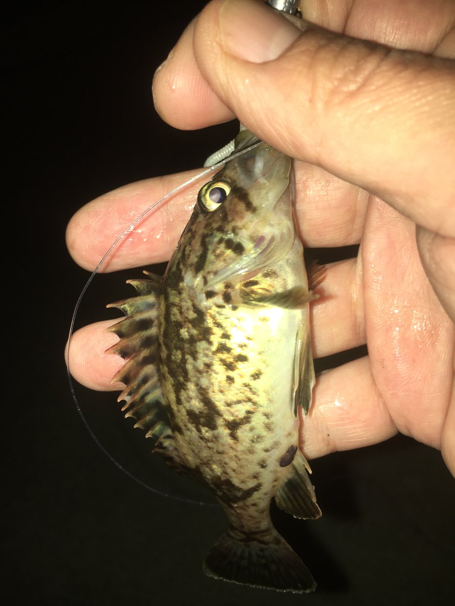 FishMining's tweet photo. small fishes 😅
#fishing #rockfish #Lure https://t.co/dJvMxKE9Jp