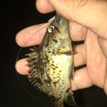 Photo by FishMining Fishing (@FishMining)