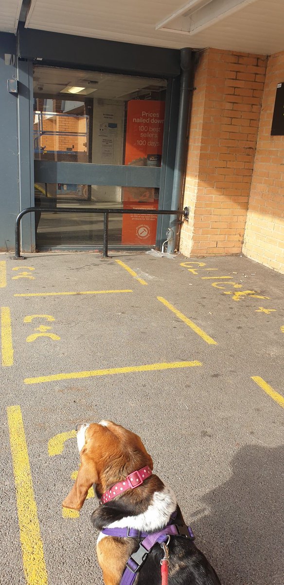 JTCHANGINGBIZ's tweet photo. Good girl is so used to being welcome into @JohnLewisRetail stores, she can't understand why @BandQ doesn't allow dogs in. She only wanted to see the Dulux dog, and look at products for the woof
#LetDogsIn #DogFriendlyShops https://t.co/dy8blDdWA1