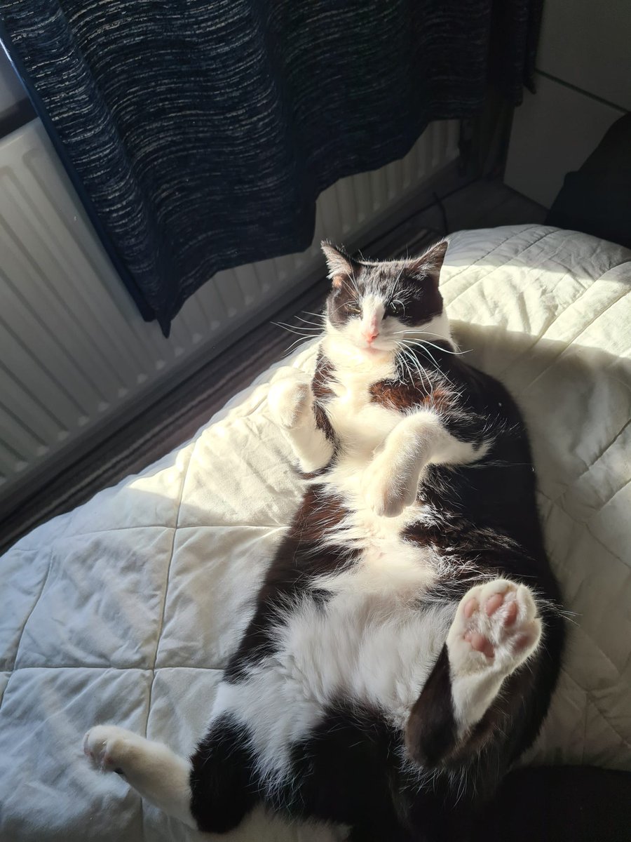 <a href="/sixteenthCgirl/">Suzannah Lipscomb</a> Luna enjoying the sun