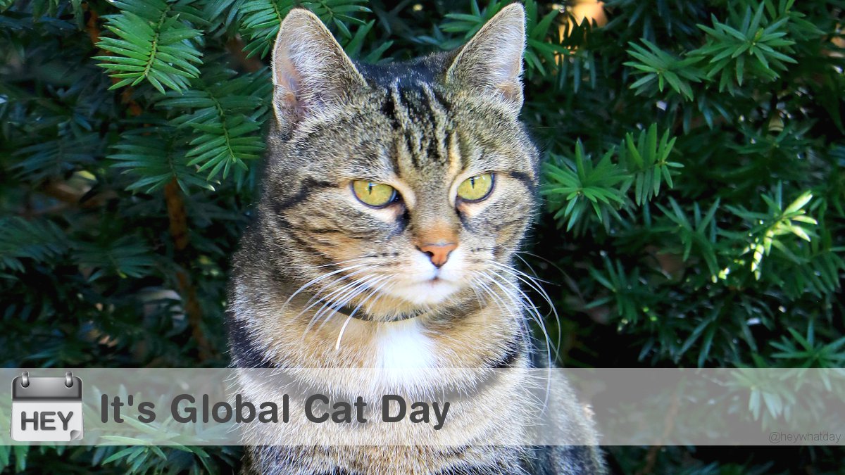 It's Global Cat Day! 
#GlobalCatDay #CatDay #FeralCatDay