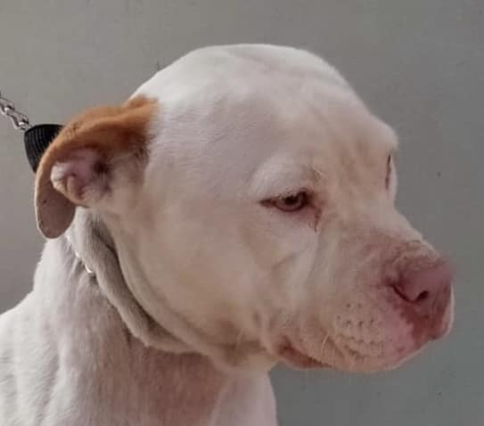 siviaromera1's tweet photo. PERRERA DE LUCENA CORDOBA
IMAGEN DE LA PURA TRISTEZA
Es evidente que no lo está pasando bien, si amplías la foto y miras sus ojos sentirás su tristeza y sus pocas ganas de vivir
Rogamos difusión a tope para ella hembra de mediana edad, guapísima
sosperreralucena.cordoba@gmail.com https://t.co/gdvLtonWlA