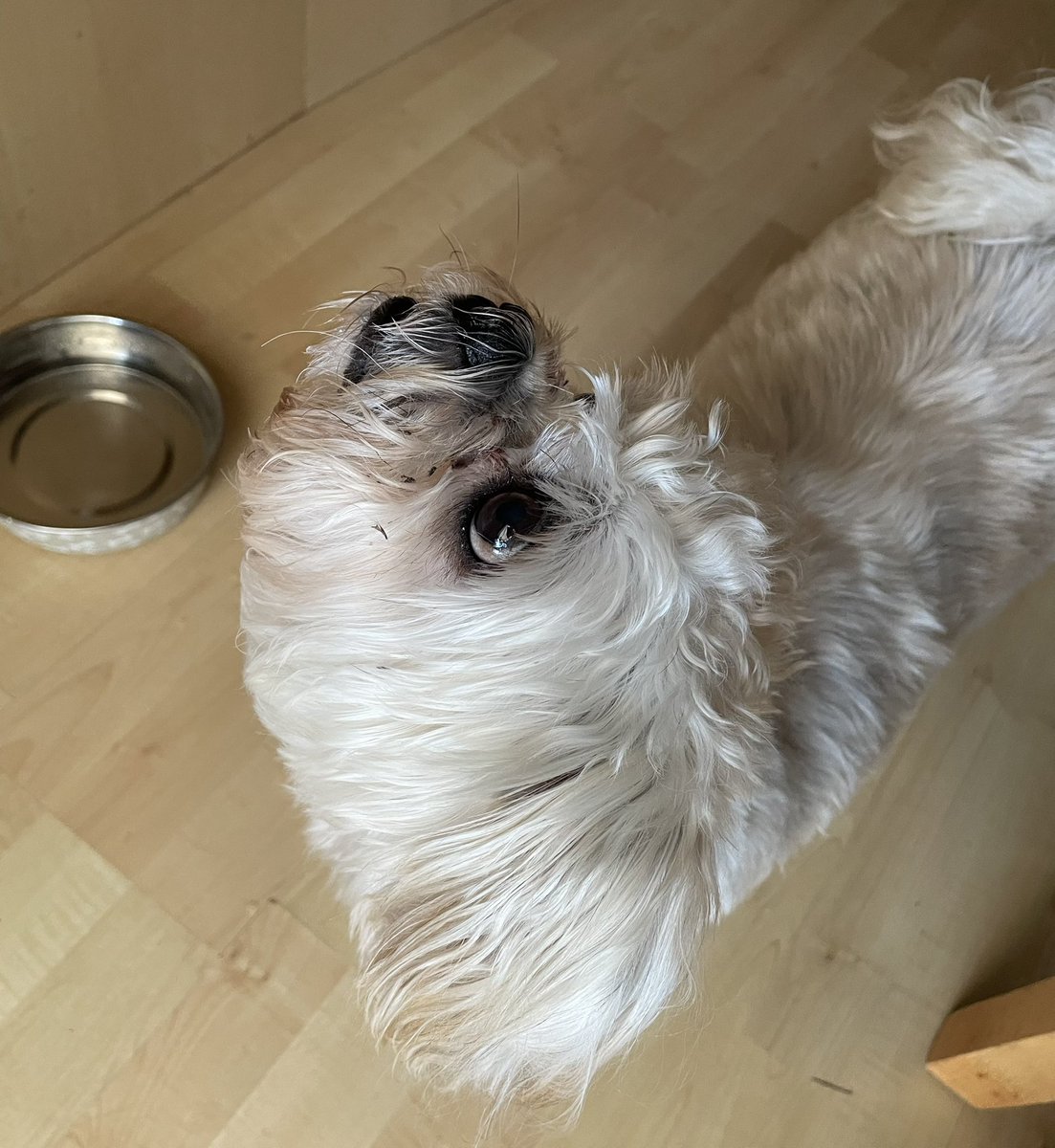 3 days into his now life long medication for Cushing’s disease and definite signs of the old Barney returning. Perky trotting on his walk today and pushing past me out in front, instead of plodding behind…come on losers, catch up! 🐶❤️
