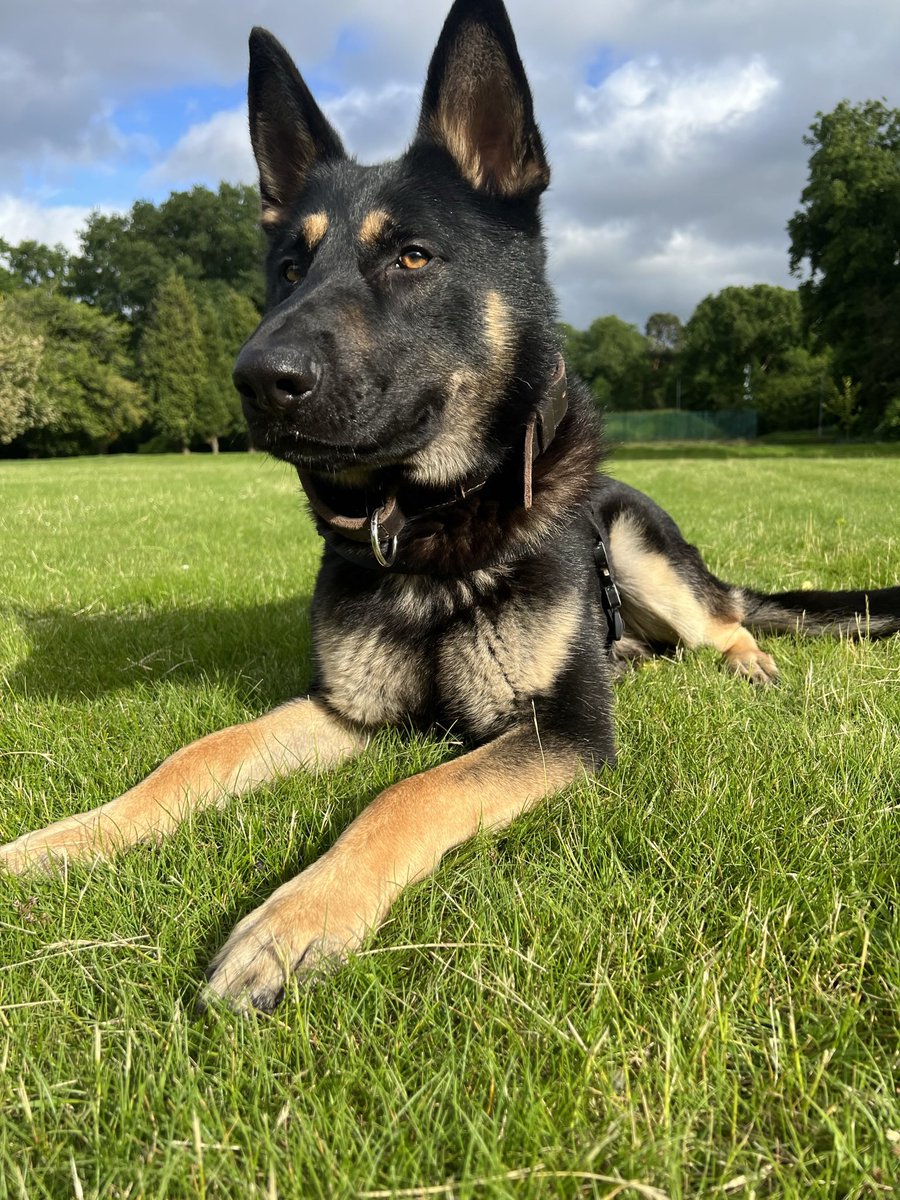 HantsTVPolDogs's tweet photo. 🐾 PD Woody🐾

Last night a vehicle failed to stop for PD Woody’s chauffeur after reports of a catalytic converter theft. 3 decamped, PD Woody and Handler detained one and the others were located hiding in a near by premises. 3 in custody on suspicion of theft.

#nohidingplaces https://t.co/4IwljWG01y