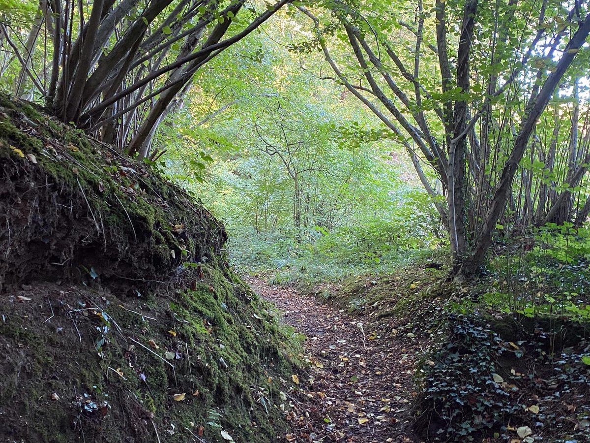 WalkinginKent's tweet photo. Just off the beaten track the ancient woodlands and holloways survive… near Hoath Farm by Canterbury.
#canterbury #hoathfarm #holloway #ancientwoods #ancientwoodland #urbancreep #ancientpath #ancientpaths #woods #woodland #autumnal #autumnwoods #chestnutcoppice #sweetchestnu https://t.co/YpOrU8bhGG