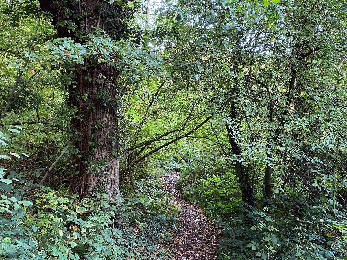 WalkinginKent's tweet photo. Just off the beaten track the ancient woodlands and holloways survive… near Hoath Farm by Canterbury.
#canterbury #hoathfarm #holloway #ancientwoods #ancientwoodland #urbancreep #ancientpath #ancientpaths #woods #woodland #autumnal #autumnwoods #chestnutcoppice #sweetchestnu https://t.co/YpOrU8bhGG