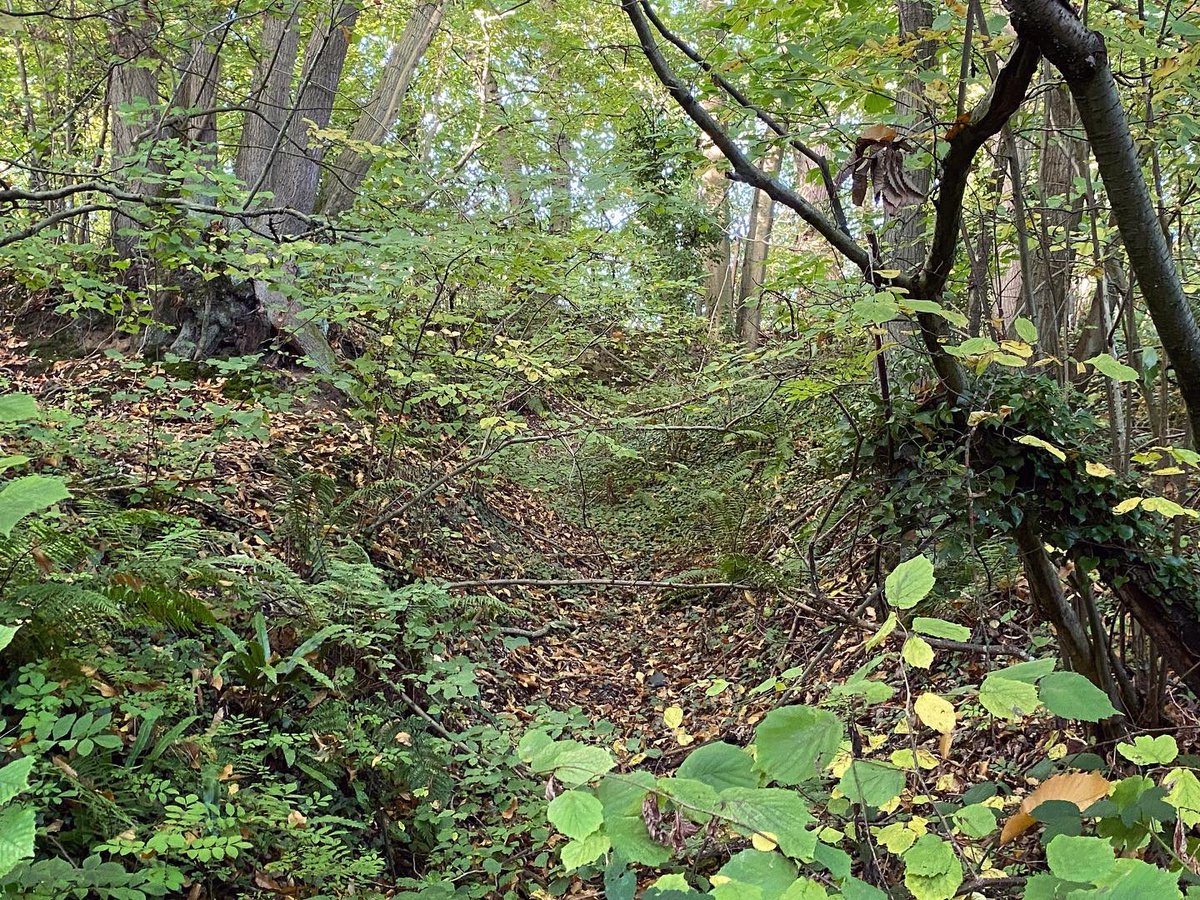 WalkinginKent's tweet photo. Just off the beaten track the ancient woodlands and holloways survive… near Hoath Farm by Canterbury.
#canterbury #hoathfarm #holloway #ancientwoods #ancientwoodland #urbancreep #ancientpath #ancientpaths #woods #woodland #autumnal #autumnwoods #chestnutcoppice #sweetchestnu https://t.co/YpOrU8bhGG