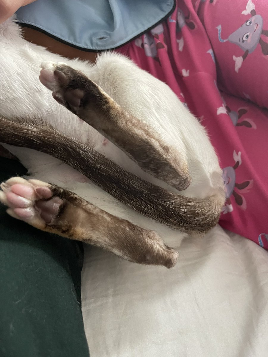 Gridmonster3's tweet photo. I think I have the cutest ballerina feet.   #futuredancer https://t.co/IcjL6OgeVW
