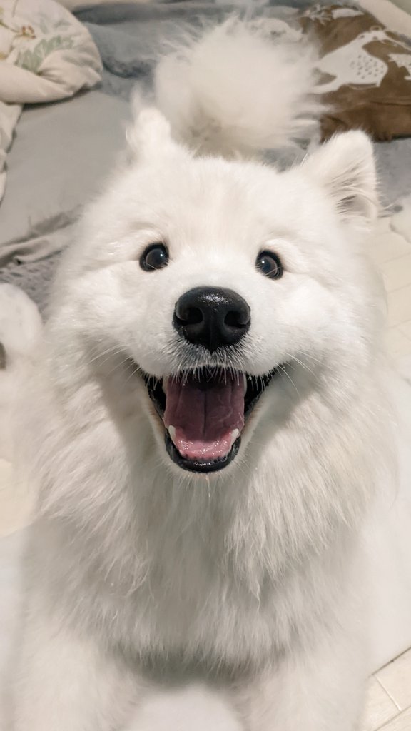 新しいプレセール !最終値下げ!samoyed 90´ Madam Fur Coat ファー