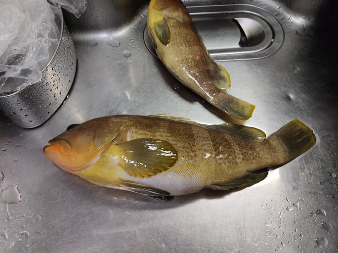 今日の獲物。42cmのキジハタ。

デカ⋯きも⋯ 