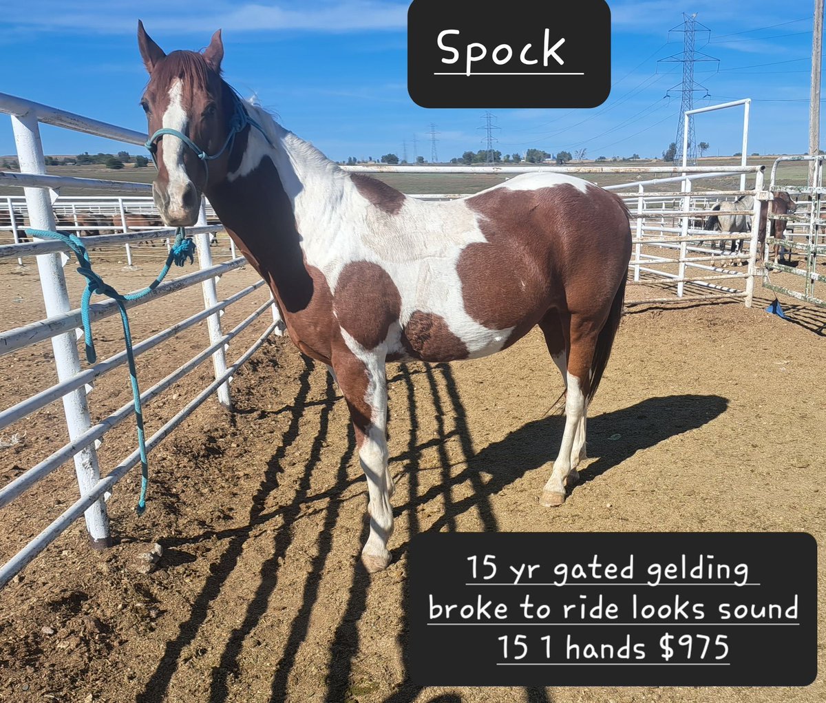 𝕽𝖆𝖓𝖉𝖎 𝕮𝖔𝖑𝖑𝖎𝖊𝖗 on Twitter "I try.....VERY hard not to look at this kill