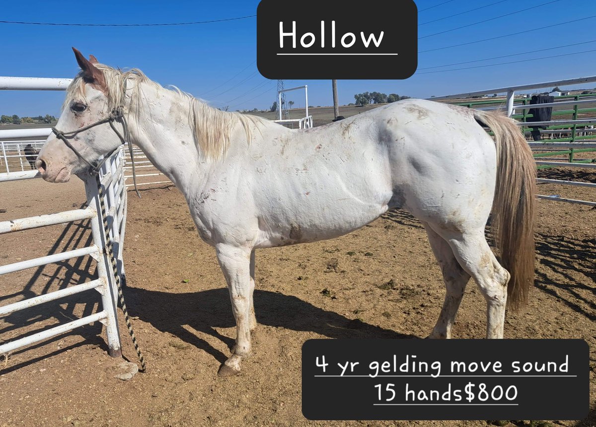 𝕽𝖆𝖓𝖉𝖎 𝕮𝖔𝖑𝖑𝖎𝖊𝖗 on Twitter "I try.....VERY hard not to look at this kill