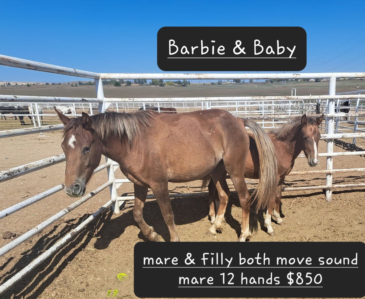 𝕽𝖆𝖓𝖉𝖎 𝕮𝖔𝖑𝖑𝖎𝖊𝖗 on Twitter "I try.....VERY hard not to look at this kill