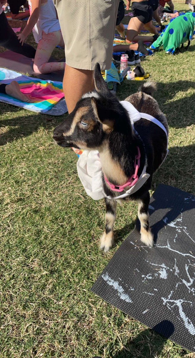 One of my favorite annual tradition is Goat Yoga