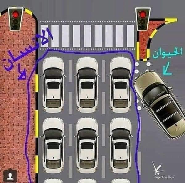 midobuzghiba90's tweet image. الحيوان الليبي