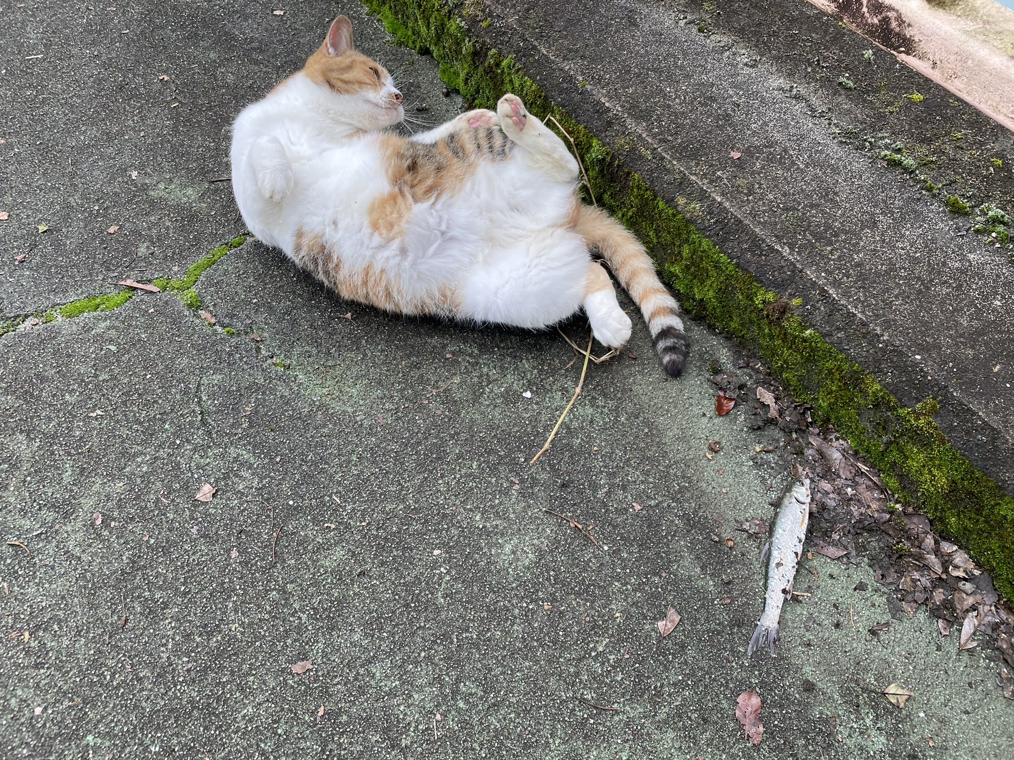 弁天橋猫の会 Twitter Search Twitter