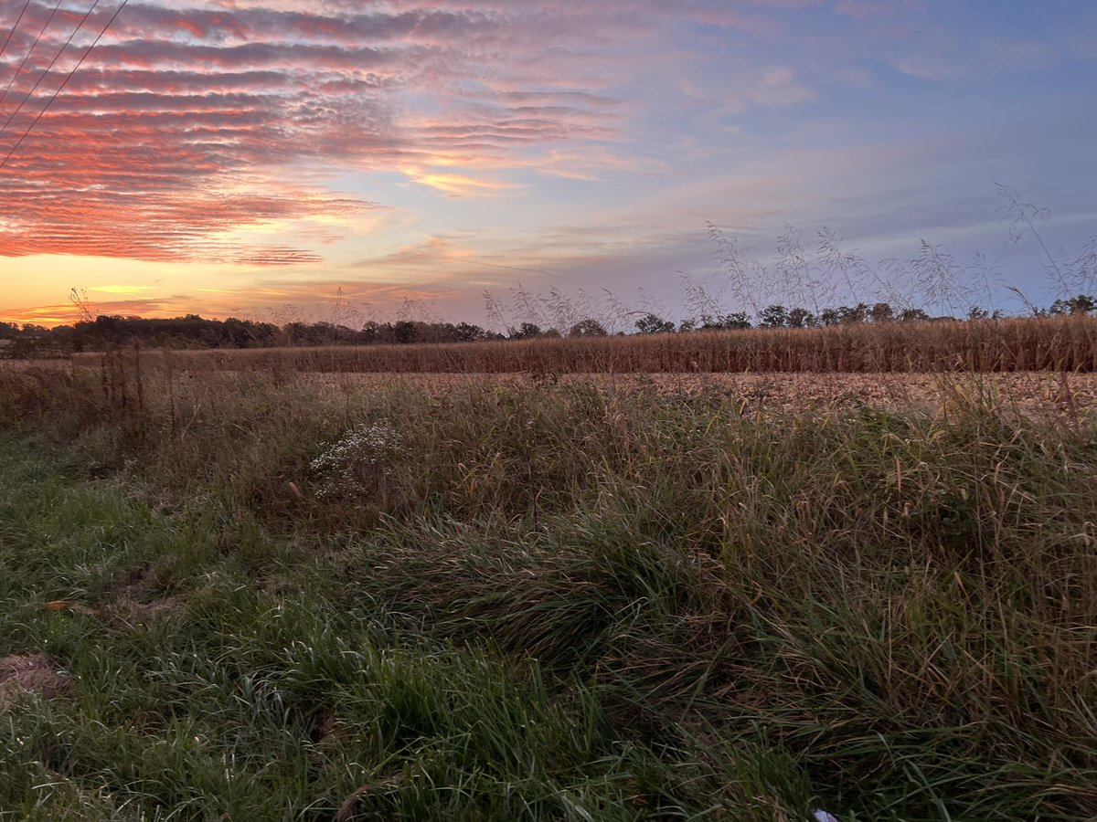 mrmckain's tweet photo. Early morning Johnsongrass collection—outside Flora, IL #CPING https://t.co/9vRpV9mWeU