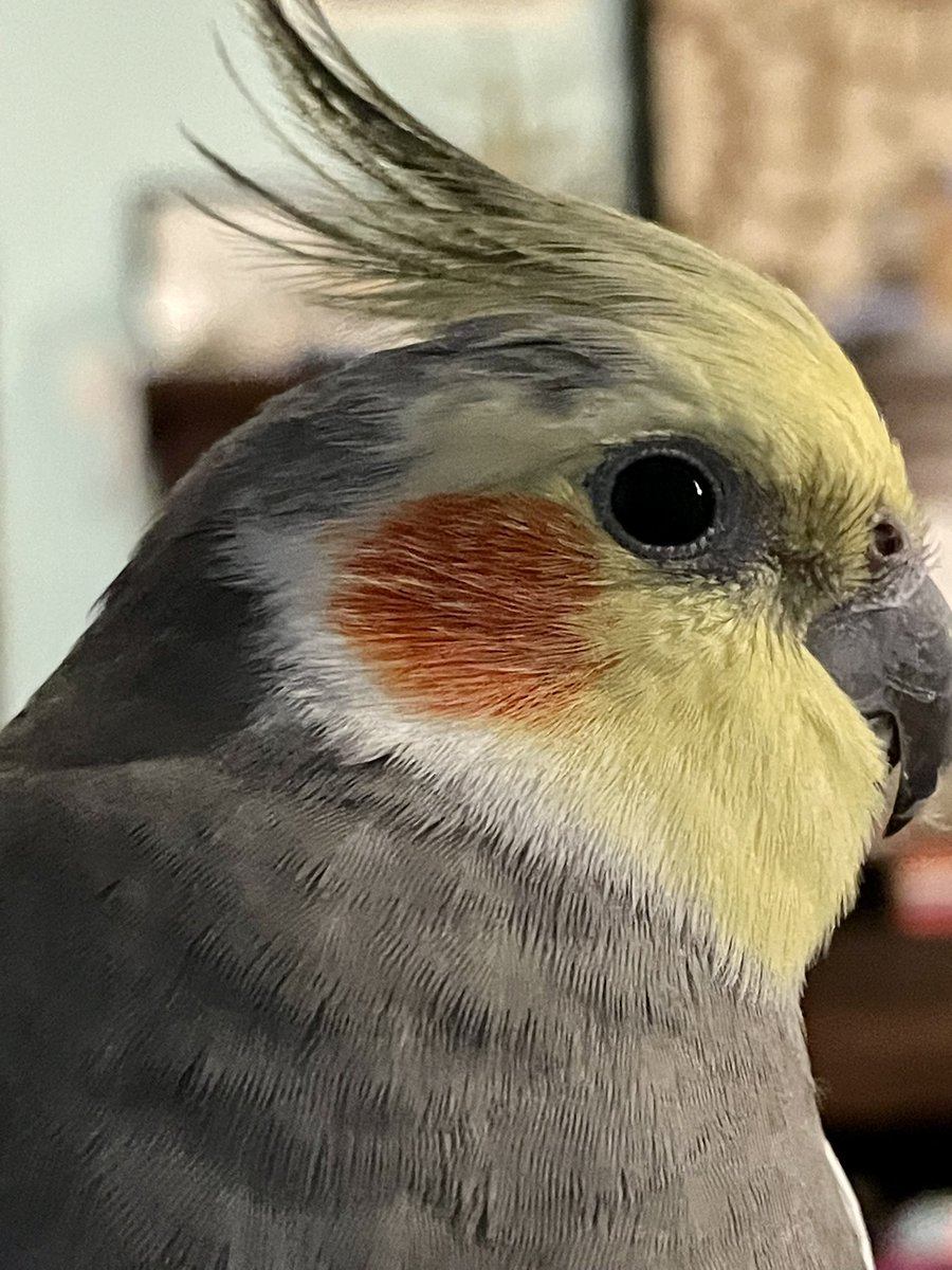 Wondering if anyone else has had this problem. Noticed that my right orange dot isn’t really round below my eye. Looks like part of it is missing out something. Is this something I should be concerned about? Mainly I’m wondering if it’ll make it harder to land a girl tiel…