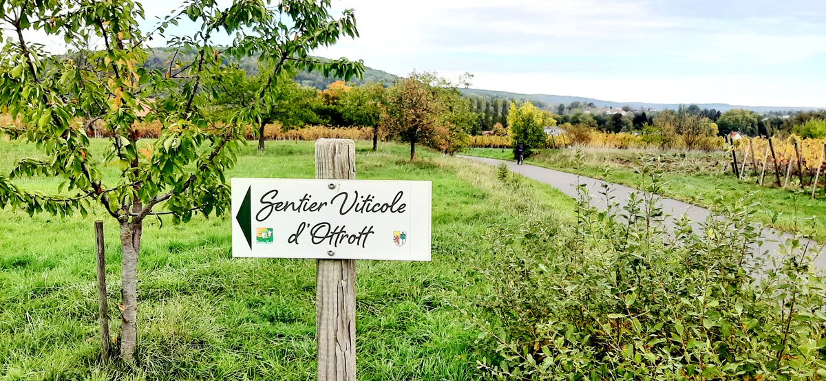 ADesbains's tweet photo. #fascinantweekend dans le vignoble alsacien.
Pour nous, ce fût une chasse au trésor matinale (juste après que la brume se soit levée) dans les rues et les vignes d'@ottrottalsace avec deux explorateurs motivés pour résoudre toutes les énigmes !
@bleualsace @toutelalsace https://t.co/ZwaLS9DyFb
