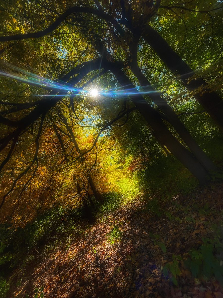 masonpaul's tweet photo. Southern Ohio showing it’s fall colors this year. 
#photographicart #mtairyforest https://t.co/g5cpMShRBa