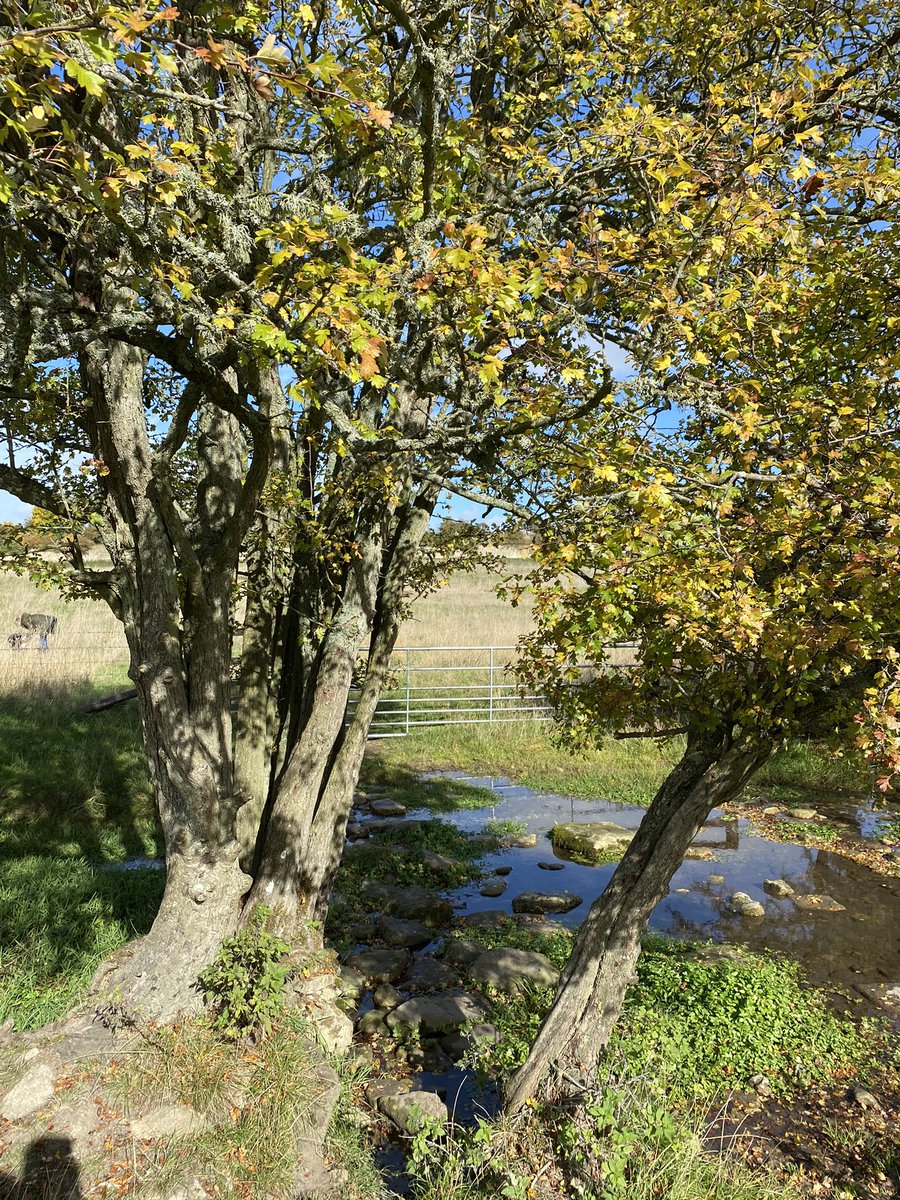 cregennan's tweet photo. Sunny autumn days #Cotswolds #Northleach https://t.co/uGKOWaQC2A