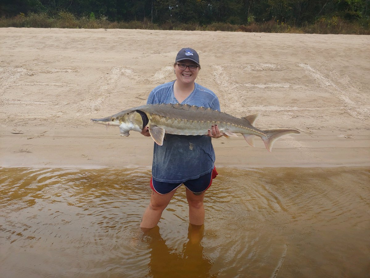 KaseaPrice's tweet photo. This past week will be hard to beat. Almost 20 #gulfsturgeon implanted with @Innovasea acoustic transmitters and our 1st #spoonbillcatfish tagged in the #PascagoulaRiver!! I love my job, y'all.
#EMEL #paddlefish #sturgeon #acoustictelemtry https://t.co/fsv3A4rwm4