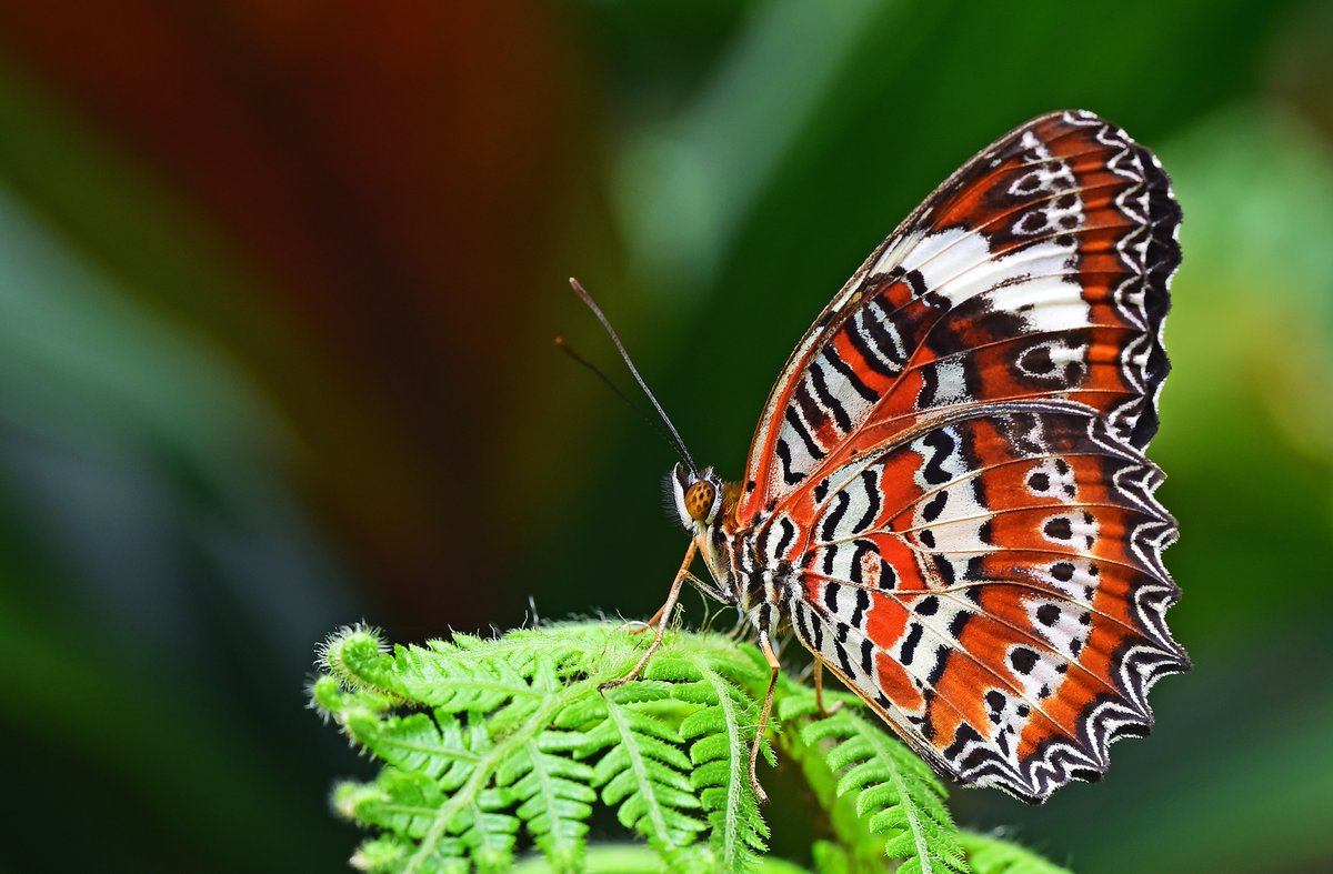 TeachingToddler's tweet photo. [NEW EPISODE] How To Create an Animal Adventurer in Your Child with Naturalist/Author Susie Spikol. 

Listen to Susie's ideas on how to instill a love of #animals #nature and #theplanet in your child! 

#parenting #toddlers #preschoolers #kids #mom https://t.co/sEFjJPbNCA https://t.co/YEwmbSS3wR