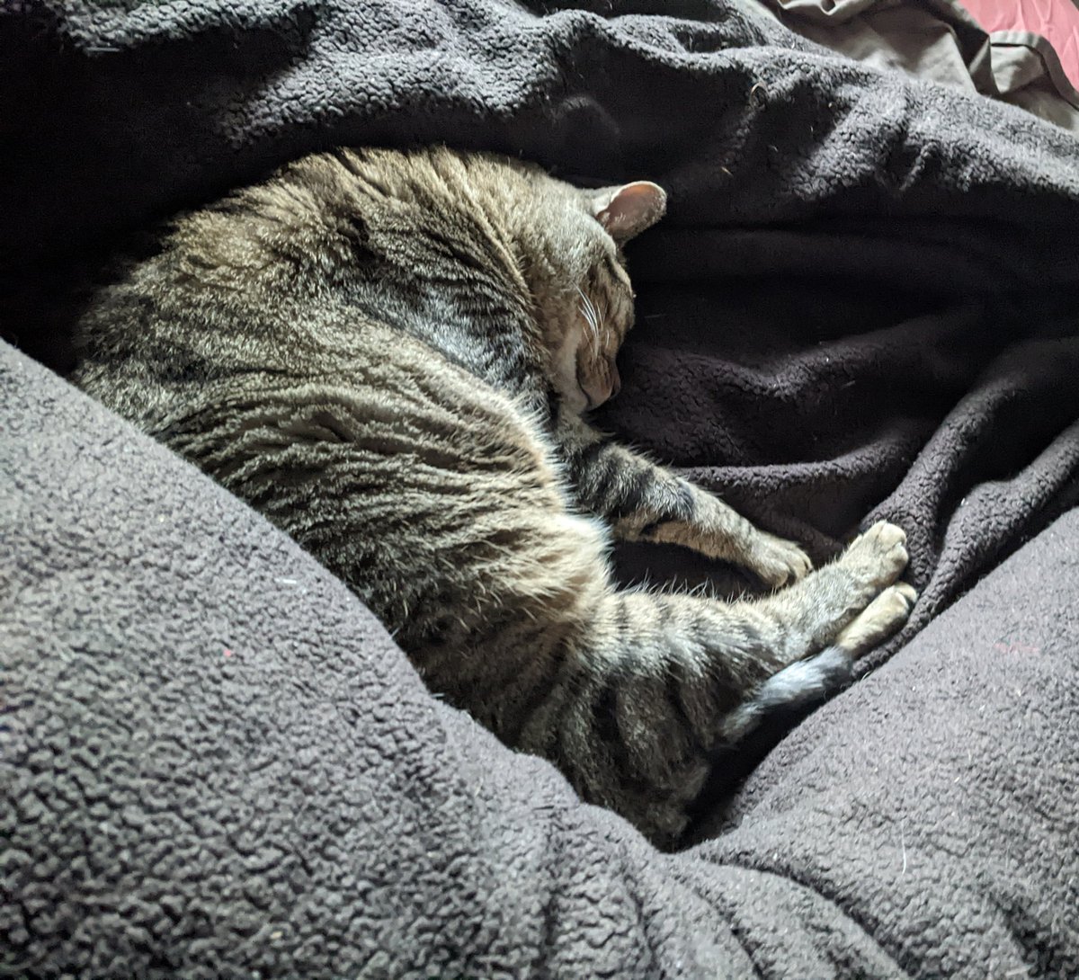 cheddarbeard's tweet image. Oh well, I guess I can't get out of bed then