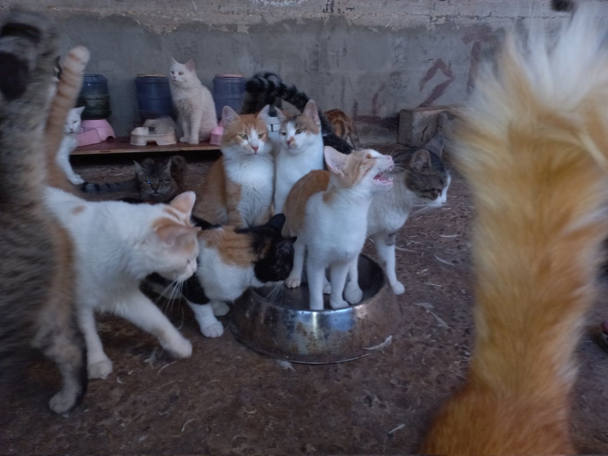 LoverHomeless's tweet photo. 🐈Please take a look at my beautiful shelter!I am here for the benefit of unloved &amp; unwanted cats in Gaza!My mission is to rescue them from the streets of misery into my loving care! I do not receive any help other than my Twitter friends &amp; ask you always for your kind support!🐾 https://t.co/h0OW1tfstV