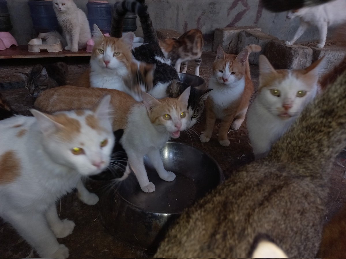 LoverHomeless's tweet photo. 🐈Please take a look at my beautiful shelter!I am here for the benefit of unloved &amp; unwanted cats in Gaza!My mission is to rescue them from the streets of misery into my loving care! I do not receive any help other than my Twitter friends &amp; ask you always for your kind support!🐾 https://t.co/h0OW1tfstV