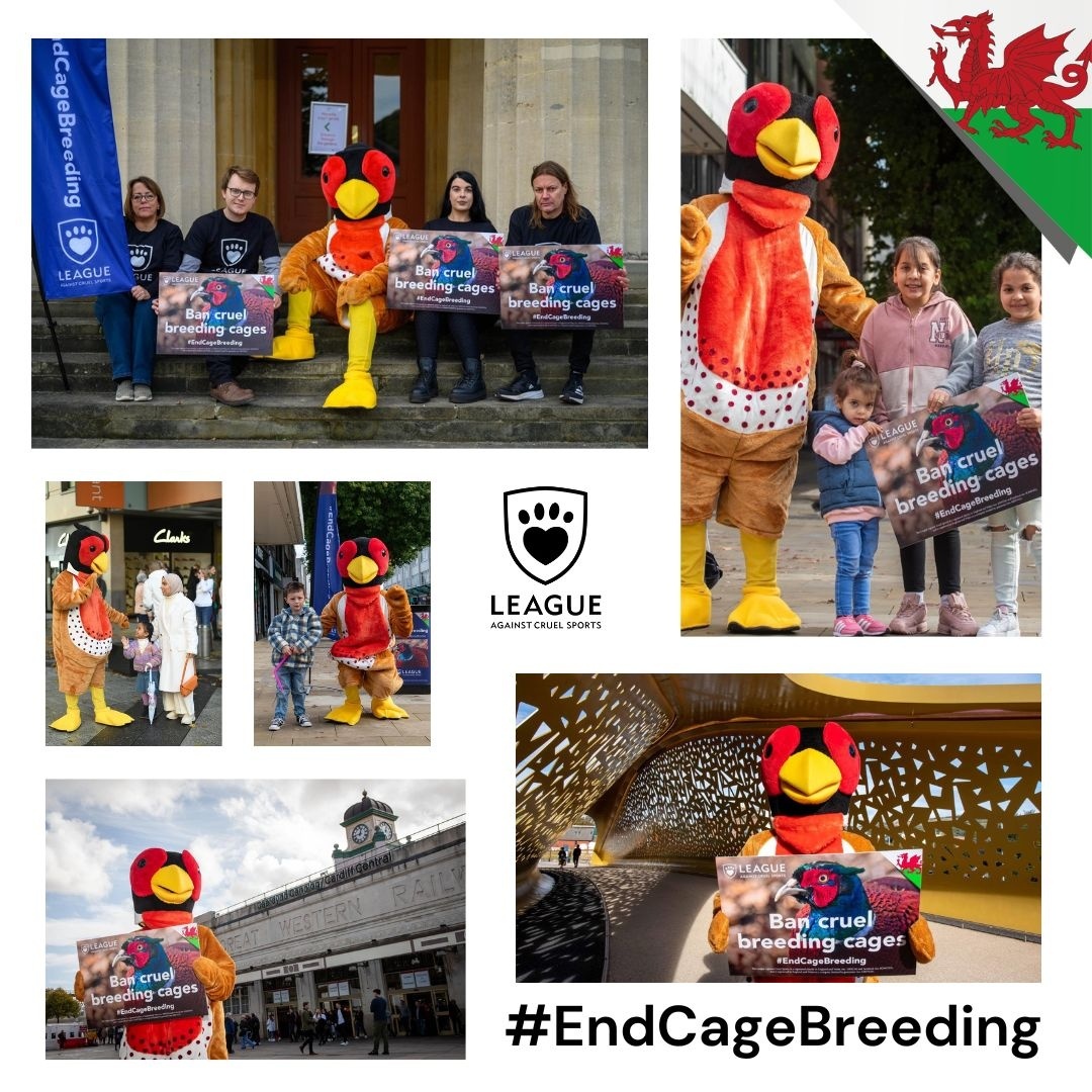 LeagueACS's tweet photo. Thank you to everyone who came to see us in Wales. We enjoyed meeting you all and hope that together, we can see an end to the #CageBreeding of 'game' birds in Wales. 

It is time we treated animals with the respect they deserve. 

🏴󠁧󠁢󠁷󠁬󠁳󠁿 Take action: https://t.co/YiaBZVVGNW https://t.co/LXGaUHfTlc