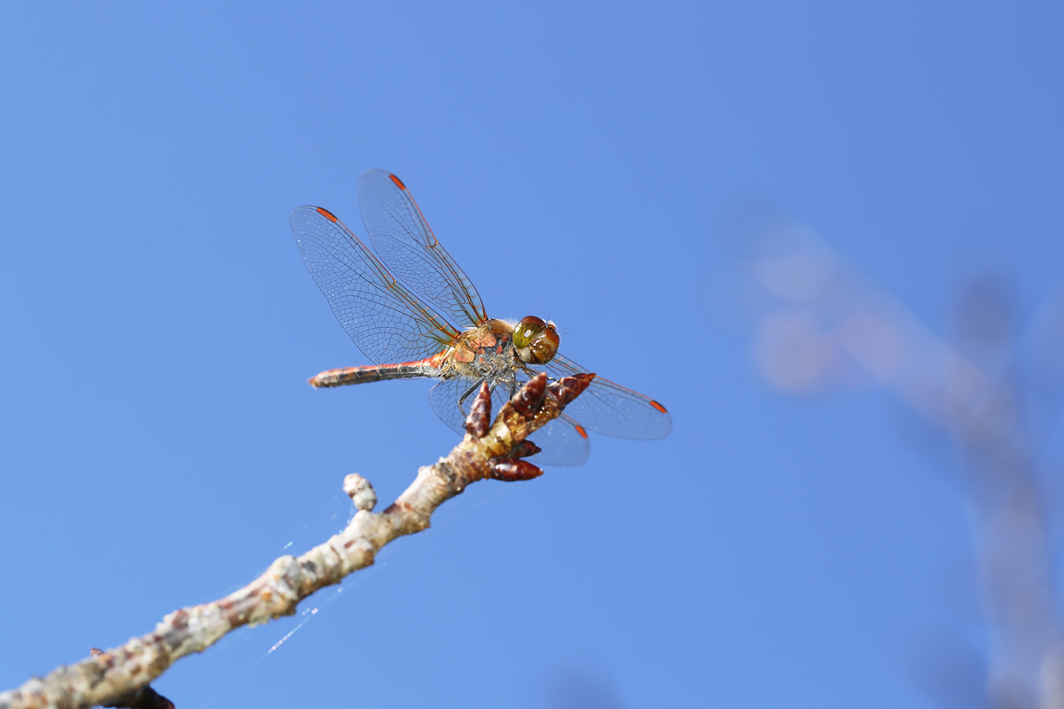 ぱて Pate7775 Twitter ぱて Pate7775 Twitter