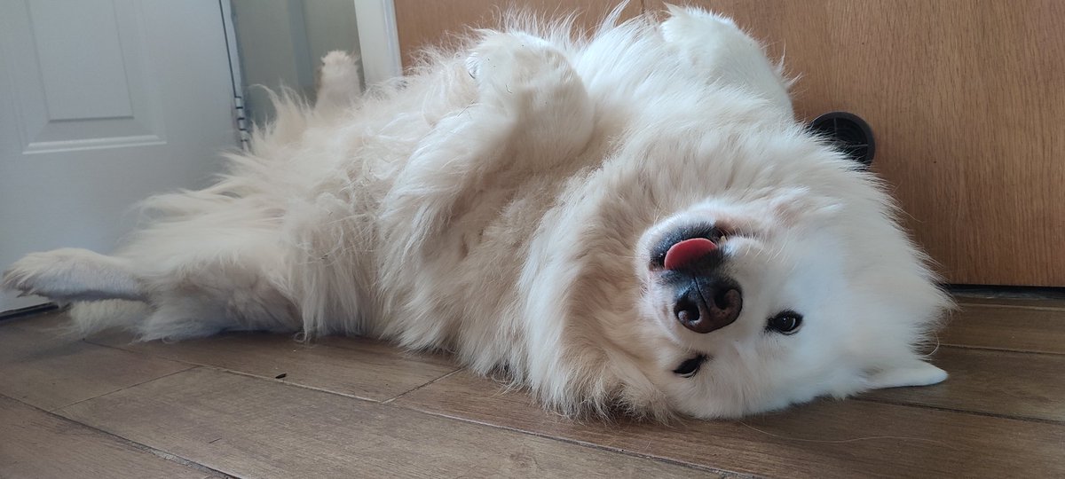xMaccabix's tweet image. Rafi a study in being the worlds biggest doofus of a dog .
