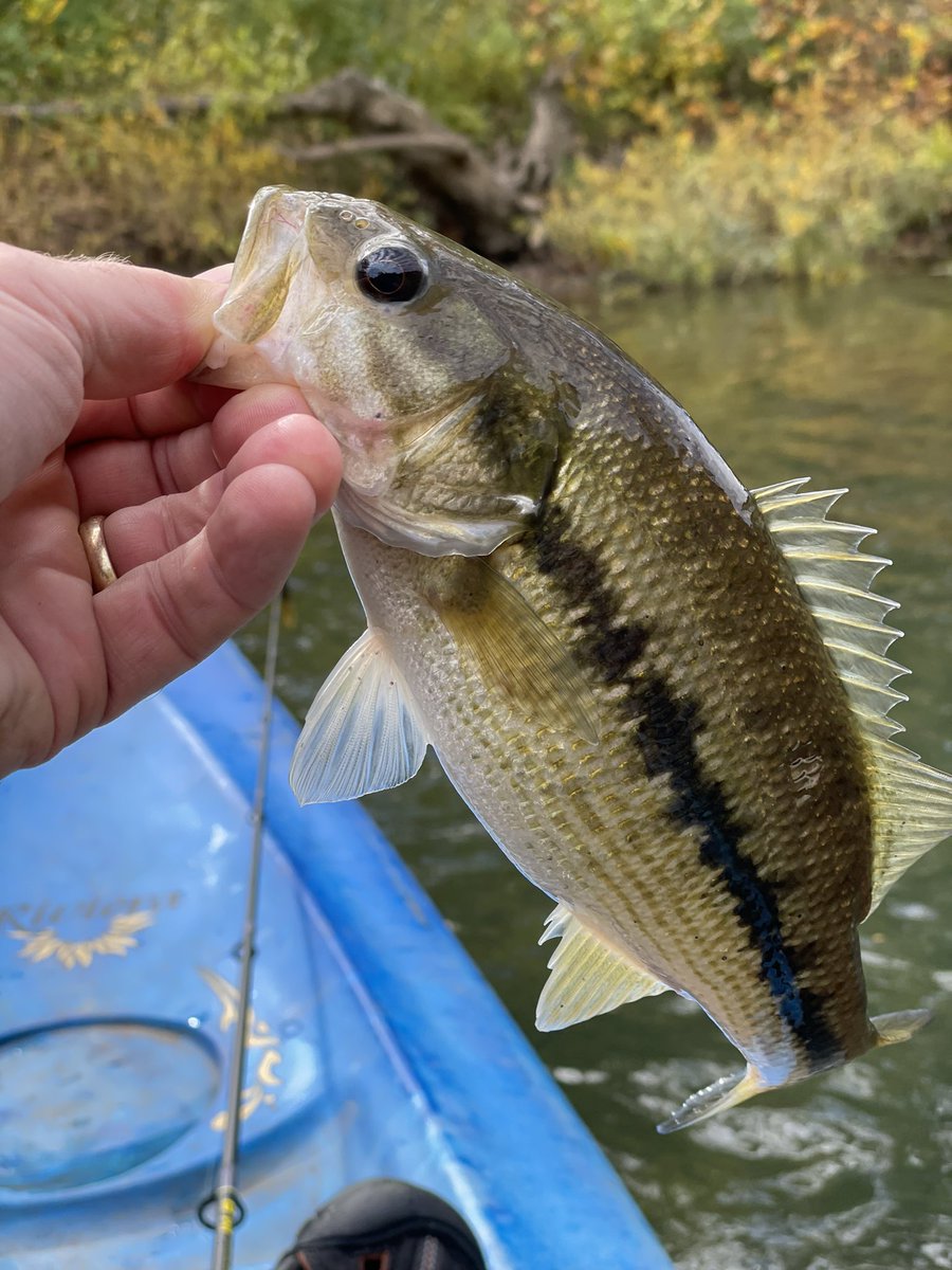 DEW_Neuropathy's tweet photo. Fantastic weekend fishing the Gasconade River in Missouri. Great group and great fishing! @barrettcasey #smallmouth #spottedbass #gasconade #kayak https://t.co/jGvKlwBLWp