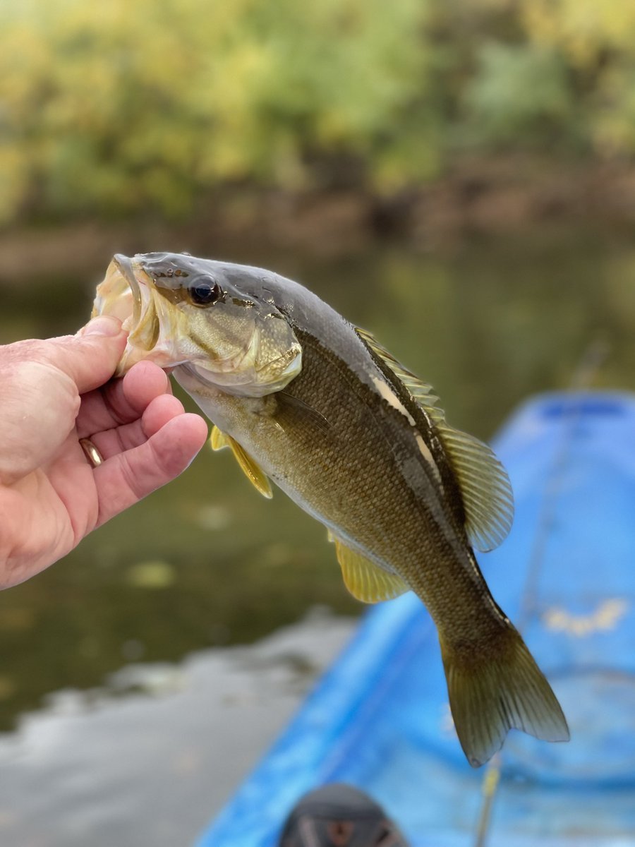 DEW_Neuropathy's tweet photo. Fantastic weekend fishing the Gasconade River in Missouri. Great group and great fishing! @barrettcasey #smallmouth #spottedbass #gasconade #kayak https://t.co/jGvKlwBLWp
