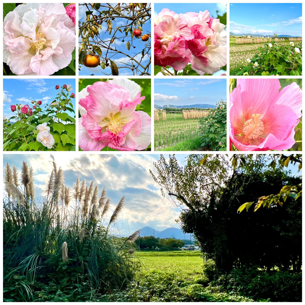 PCX125JF56_2017's tweet photo. 芙蓉の農道に実りの柿、刈られた稲穂に広がる空🌺🌾✨
秋、真っ只中ですねぇ😊🍁 https://t.co/gsOkPm7r3w