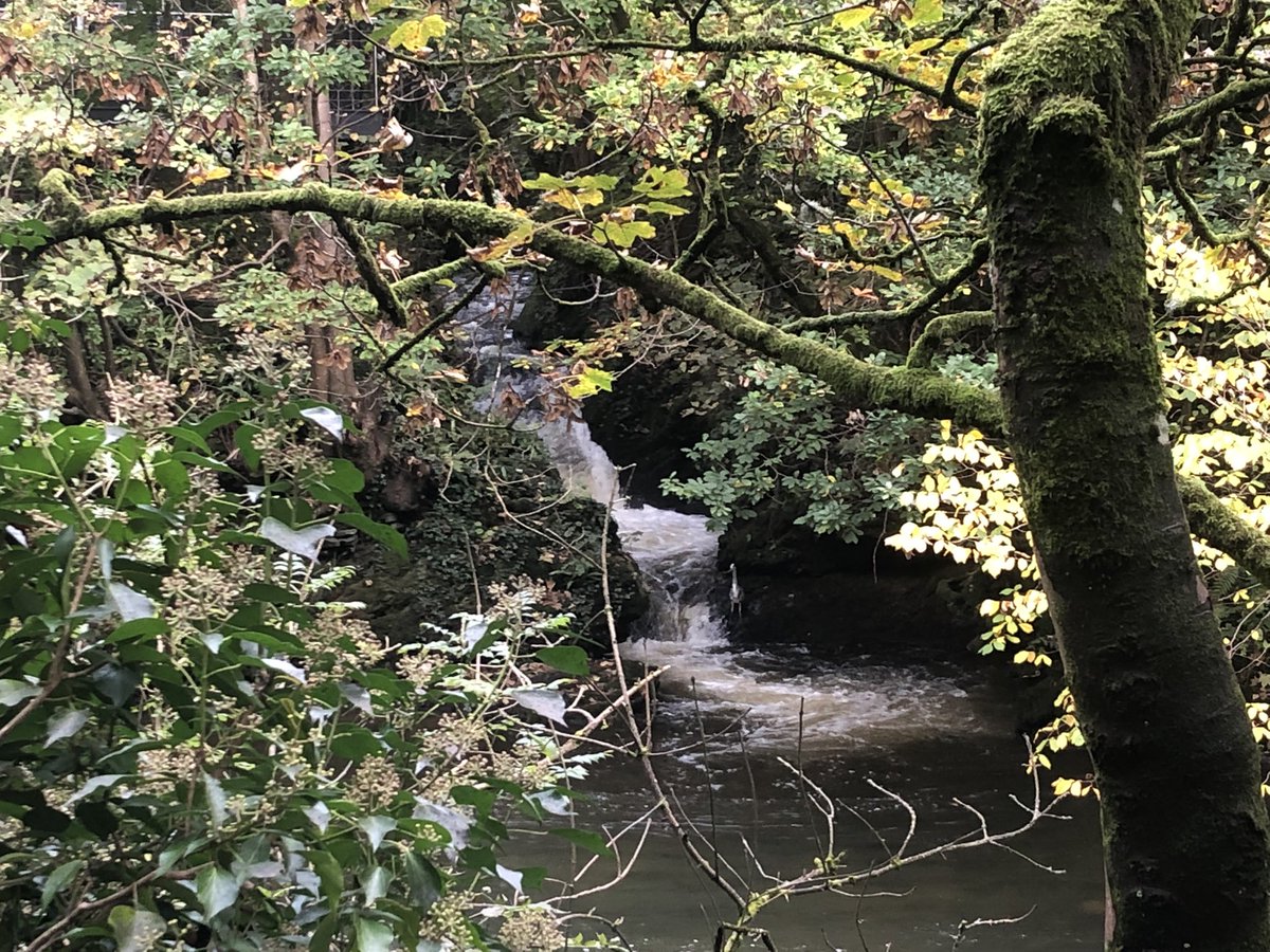 BrighamSpy's tweet photo. Autumn in Cockermouth. Look out for the Heron! https://t.co/kSkAnhCm6w