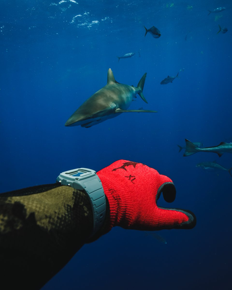 freestyle_watch's tweet photo. we're on Shark time ⏰🦈✨  
🦈: Tide 600 Gray
📸: @sharkaddicts2

_ 
#myfreestylewatch #conservation #deepblue #helpsavesharks #limitededition #ocean #oceanconservation #dailywatch #surfwatch #sportswatch #giftideas #sharks #instawatch
 https://t.co/8TWs8ewUET https://t.co/nrEdYTH1fv