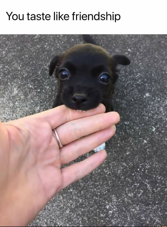 WholesomeMeme's tweet image. 