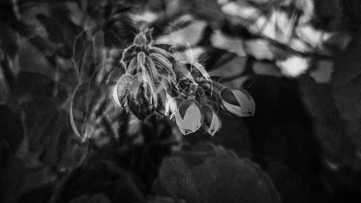 ian_ianbrian's tweet photo. #contemporaryphotography #blackandwhite 
#bnw 
#blackandwhitephotography 
#bw 
#bnwphotography 
#blackandwhitephoto 
#bnwmood 
#bnw_captures 
#bwphotography
#photography 
#photoart
#monoart
#all_shots 
#photographylovers https://t.co/BK7163Lvjg