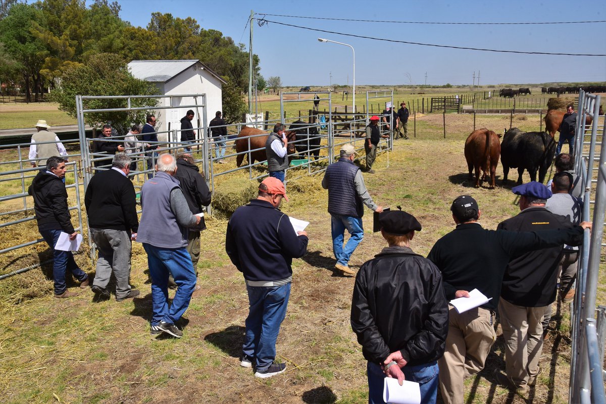 PalabraRural's tweet photo. La centenaria Cabaña La Paz de Werthein realizó un Dia de Campo en su Estancia Gloria a Dios, ubicada en los campos del semiárido del Sur de San Luis.
La Venta Anual de reproductores Angus se realizará el viernes 21/10, con el martillo a cargo de @robertomondino @alfredosmondino https://t.co/F5SNc9xYqx