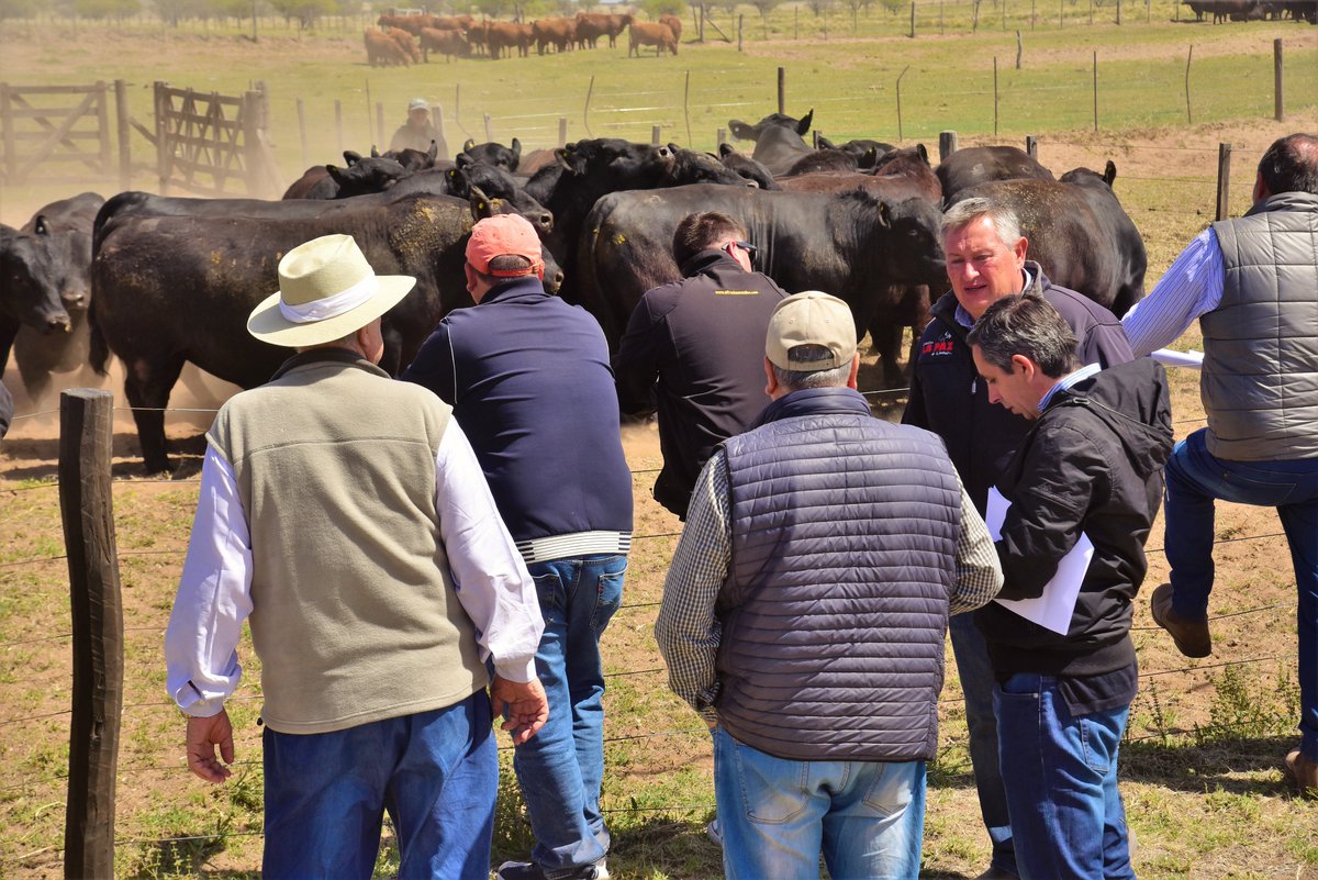 PalabraRural's tweet photo. La centenaria Cabaña La Paz de Werthein realizó un Dia de Campo en su Estancia Gloria a Dios, ubicada en los campos del semiárido del Sur de San Luis.
La Venta Anual de reproductores Angus se realizará el viernes 21/10, con el martillo a cargo de @robertomondino @alfredosmondino https://t.co/F5SNc9xYqx