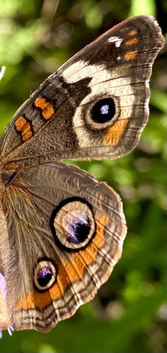 Isn’t it amazing? Look at the artistry of this common buckeye #butterfly wing! This one is enjoying the morning in my blue mist! 🦋💕🌸