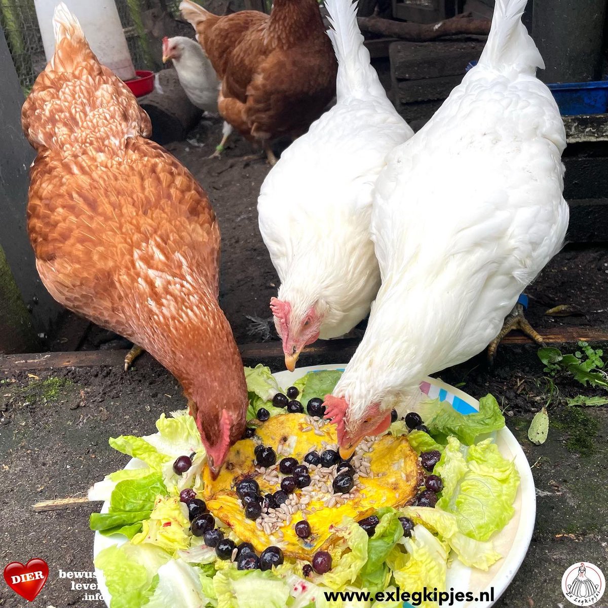 ExLegkipjes's tweet photo. Meer weten over onze microsanctuary: check https://t.co/AiVfKYZUfS
Sponsoring van de opvang is heelerg welkom en kan voor 1 euro per maand via https://t.co/T6jgE6dMqD, of kies een optie op https://t.co/1xARnbUBhM Want ook kippen hebben recht op alle mogelijke zorg! ❤️ https://t.co/TfTzVOzqM4
