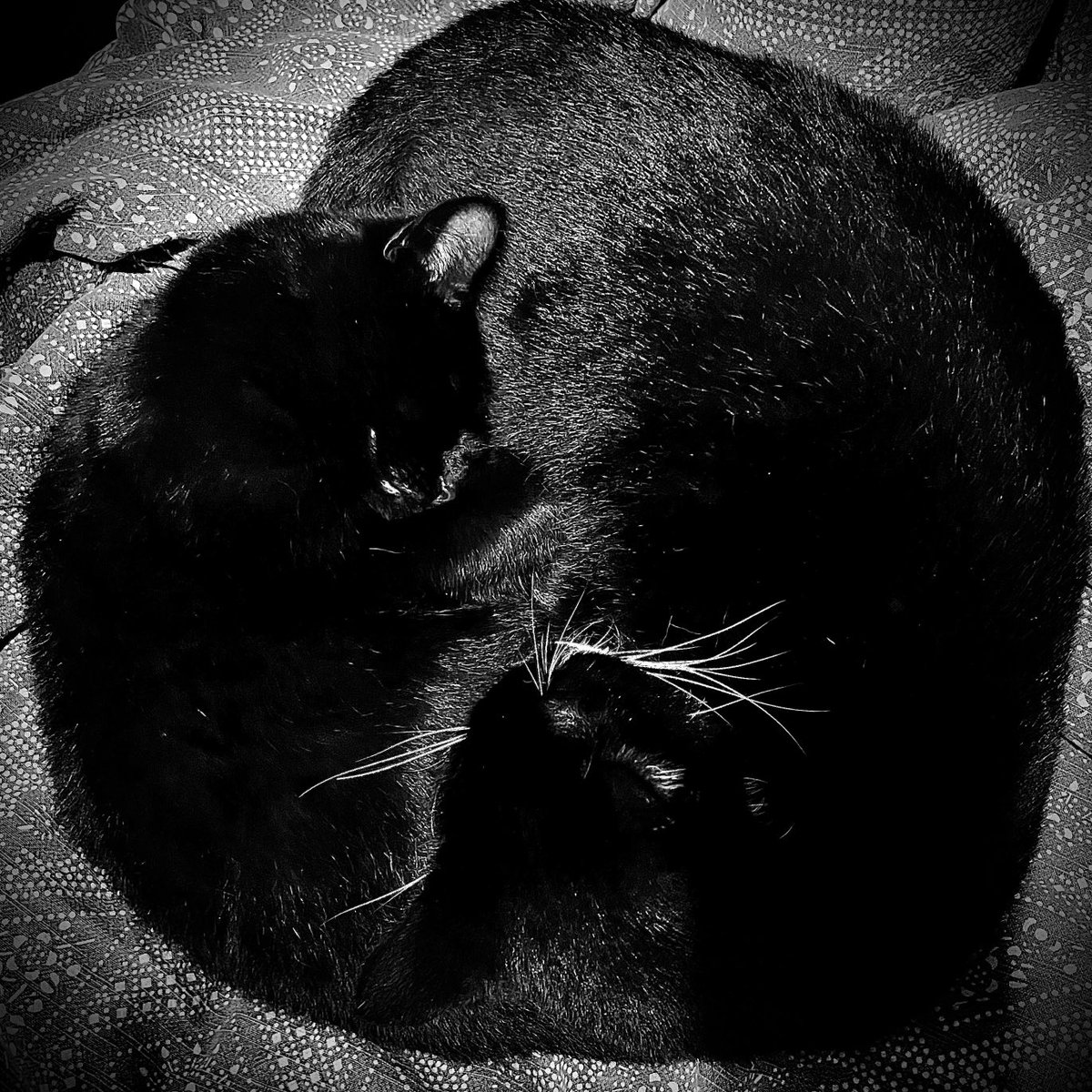 sam simon (@samelsimon) on Twitter photo 