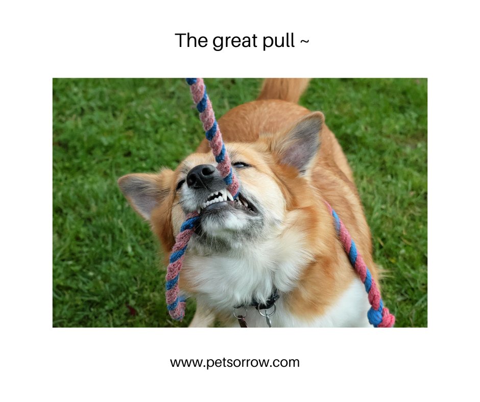 It takes strength to make your way through grief, to grab hold of life and let it pull you forward ~ Patti Davis 🦋

#petlossgrief #healingsolutionsforpetloss #griefandloss