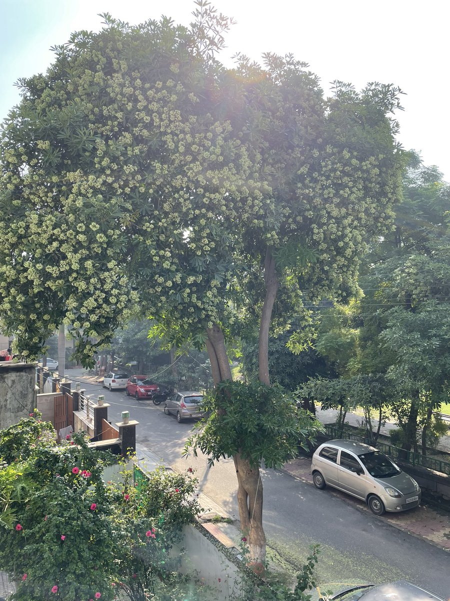 thepankman's tweet photo. Ritu Ma’am our sector (71 B block)  is surrounded by saptaparni / alstonia trees, as you maybe aware these are highly dangerous &amp; cause breathing issues, asthma, sinusitis etc. please help in getting their branches chopped urgently @rituias2003 @CeoNoida @noida_authority https://t.co/YcsZIkc2oH